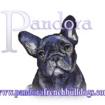 pandora french bulldogs logo